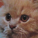 Hello, Kitty! Let's Celebrate National Cat Day!
